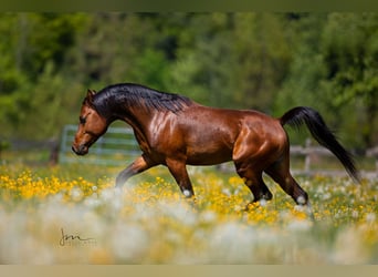 Arabiskt fullblod, Hingst, 8 år, 154 cm, Brun