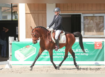 Arabiskt fullblod, Hingst, 8 år, 154 cm, Brun