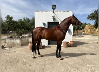 Arabiskt fullblod, Hingst, 8 år, 156 cm, Brun