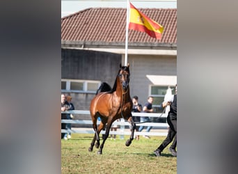 Arabiskt fullblod, Hingst, 8 år, 156 cm, Brun