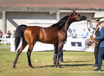 Arabiskt fullblod, Hingst, 8 år, 156 cm, Brun