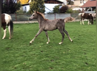 Arabiskt fullblod, Hingst, Föl (05/2023), 152 cm, Grå