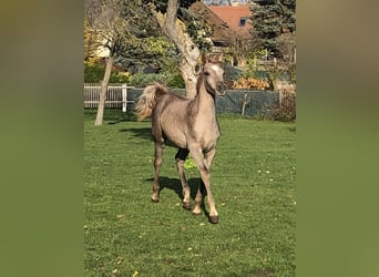 Arabiskt fullblod, Hingst, Föl (05/2023), 152 cm, Grå
