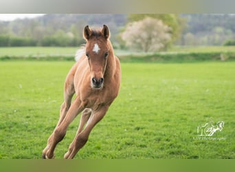 Arabiskt fullblod, Hingst, Föl (02/2024), 153 cm, Brun