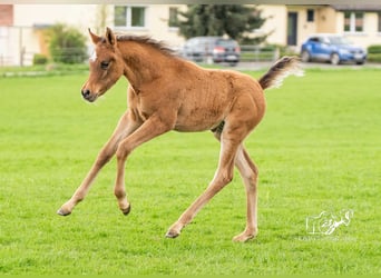 Arabiskt fullblod, Hingst, Föl (02/2024), 153 cm, Brun