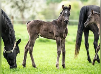 Arabiskt fullblod, Hingst, Föl (03/2024), 153 cm, Svart