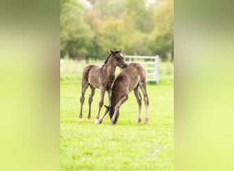 Arabiskt fullblod, Hingst, Föl (03/2024), 153 cm, Svart