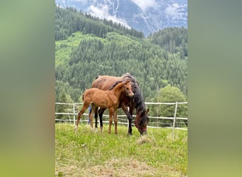 Arabiskt fullblod, Hingst, Föl (04/2024), 155 cm, Brun