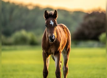 Arabiskt fullblod, Hingst, Föl (03/2024), 155 cm, Brun