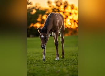 Arabiskt fullblod, Hingst, Föl (03/2024), 155 cm, Brun