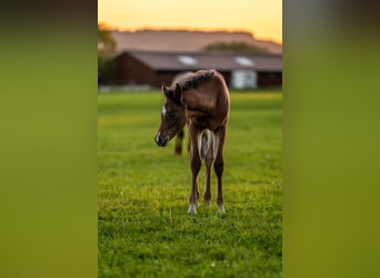 Arabiskt fullblod, Hingst, Föl (03/2024), 155 cm, Brun