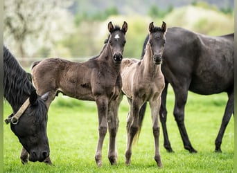 Arabiskt fullblod, Hingst, Föl (03/2024), 155 cm, Svart