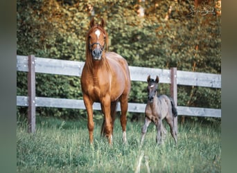 Arabiskt fullblod, Hingst, Föl (05/2024), 155 cm, Svart