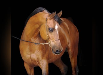 Arabiskt fullblod, Hingst, Föl (05/2024), 156 cm, Brun