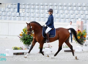 Arabiskt fullblod, Hingst, Föl (05/2024), 156 cm, Brun