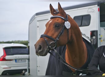 Arabiskt fullblod, Hingst, Föl (05/2024), 156 cm, Brun