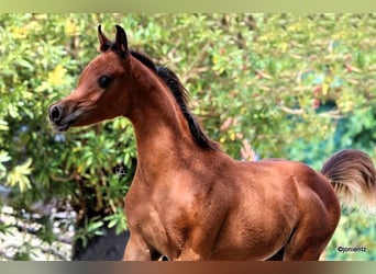 Arabiskt fullblod, Hingst, Föl (05/2023), 158 cm, Brun