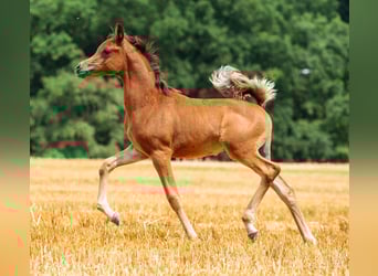 Arabiskt fullblod, Hingst, Föl (05/2023), 158 cm, Brun