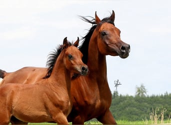 Arabiskt fullblod, Hingst, Föl (05/2023), 158 cm, Brun