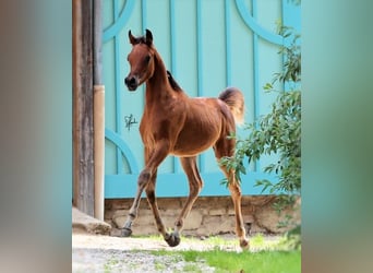 Arabiskt fullblod, Hingst, Föl (05/2023), 158 cm, Brun