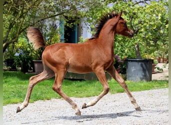 Arabiskt fullblod, Hingst, Föl (05/2023), 158 cm, Brun