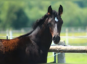 Arabiskt fullblod, Hingst, Föl (01/2024), 158 cm, Svart