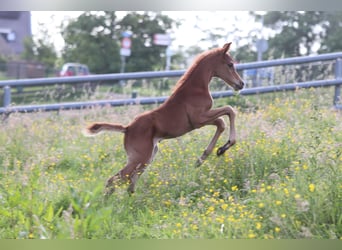 Arabiskt fullblod, Hingst, Föl (02/2024), 159 cm, fux