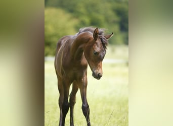 Arabiskt fullblod, Hingst, Föl (01/2024), 160 cm, Mörkbrun