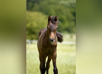 Arabiskt fullblod, Hingst, Föl (01/2024), 160 cm, Mörkbrun