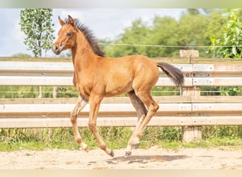 Arabiskt fullblod, Hingst, Föl (04/2023), Brun