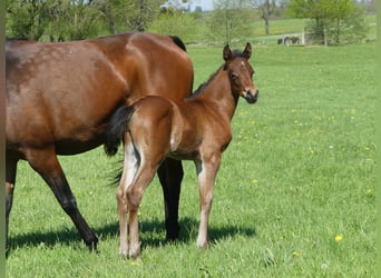 Arabiskt fullblod, Hingst, Föl (04/2023), Brun