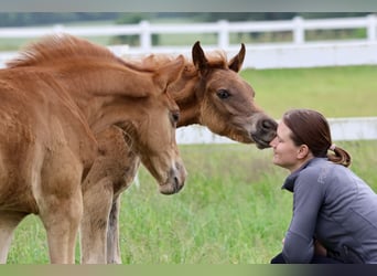 Arabiskt fullblod, Hingst, Föl (03/2024), fux