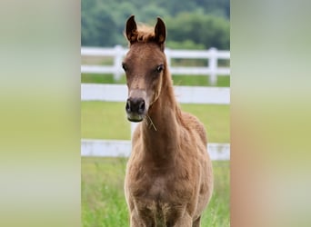 Arabiskt fullblod, Hingst, Föl (03/2024), fux