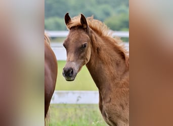 Arabiskt fullblod, Hingst, Föl (03/2024), fux