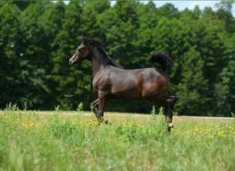 Arabiskt fullblod, Hingst, Föl (01/2023), Grå