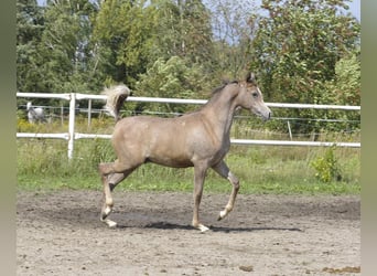 Arabiskt fullblod, Hingst, Föl (01/2023), Grå