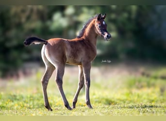 Arabiskt fullblod, Hingst, Föl (05/2024), Grå-flugskimmel