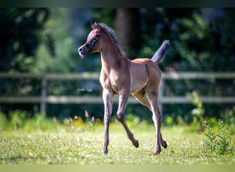 Arabiskt fullblod, Hingst, Föl (05/2024), Grå-flugskimmel