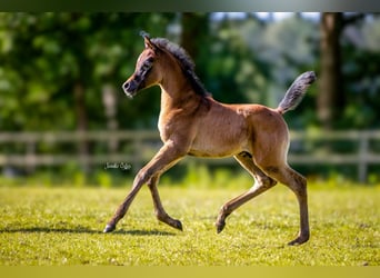 Arabiskt fullblod, Hingst, Föl (05/2024), Grå-flugskimmel