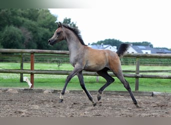 Arabiskt fullblod, Hingst, Föl (05/2024), Grå-flugskimmel