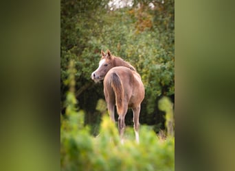 Arabiskt fullblod, Hingst, Föl (04/2024), Grå