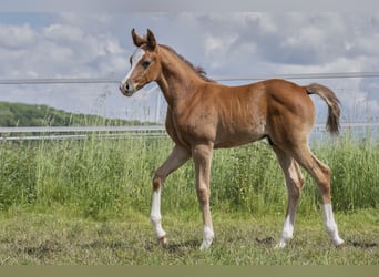 Arabiskt fullblod, Hingst, Föl (04/2024), Grå