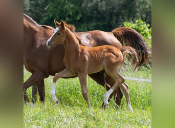 Arabiskt fullblod, Hingst, Föl (04/2024), Grå