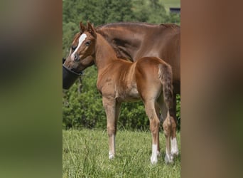 Arabiskt fullblod, Hingst, Föl (04/2024), Grå