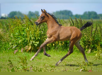 Arabiskt fullblod, Hingst, Föl (05/2024), Gråskimmel