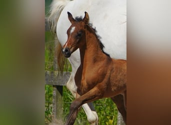 Arabiskt fullblod, Hingst, Föl (05/2024), Gråskimmel