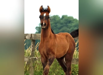 Arabiskt fullblod, Hingst, Föl (05/2024), Gråskimmel