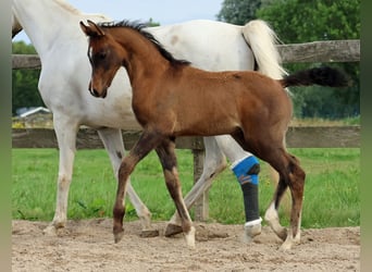 Arabiskt fullblod, Hingst, Föl (05/2024), Gråskimmel