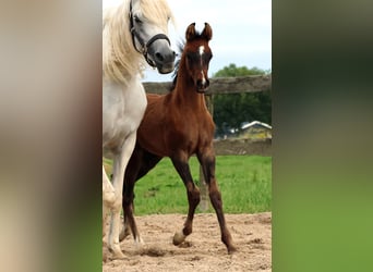 Arabiskt fullblod, Hingst, Föl (05/2024), Gråskimmel