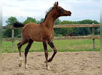 Arabiskt fullblod, Hingst, Föl (05/2024), Gråskimmel